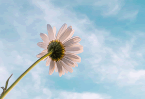 澳彩图库：历史库：档案馆：含更新日志，澳彩全年历史图库网址变了吗